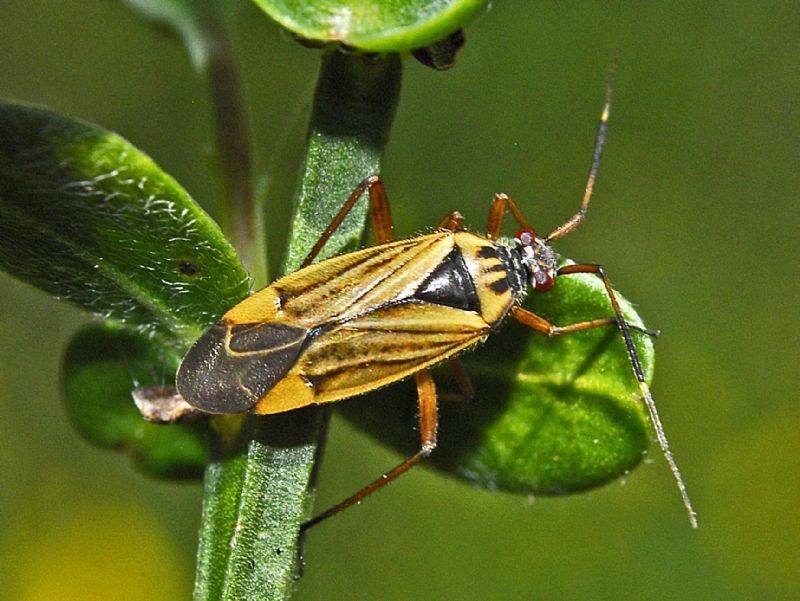 Un Miride su ginestra: Horwathia lineolata